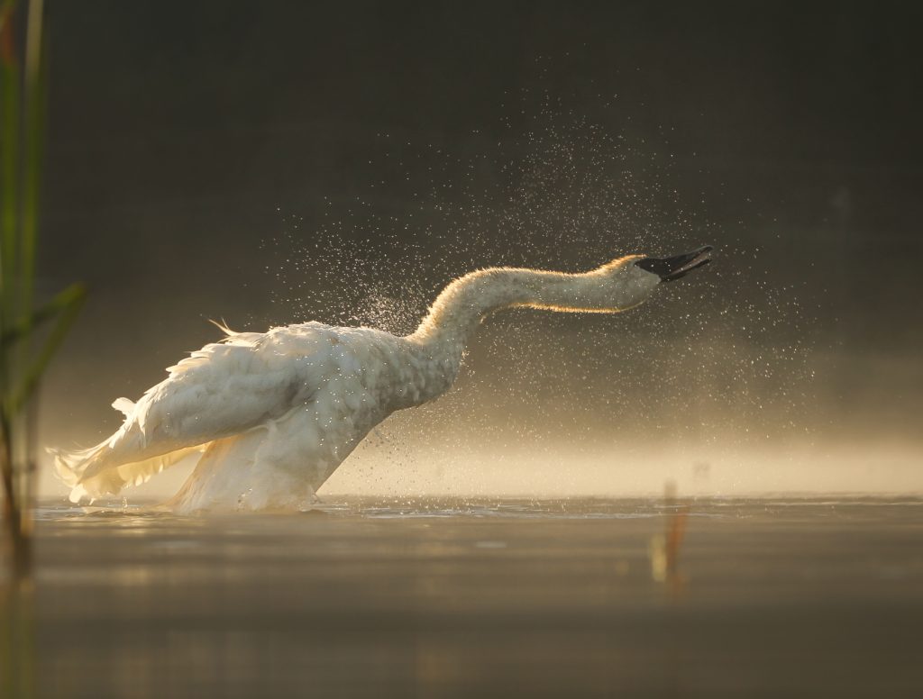 trumpeter swan shaking itself