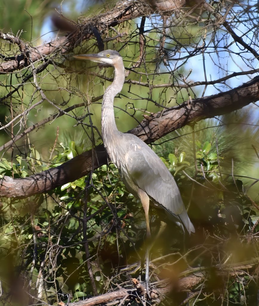 great blue heron