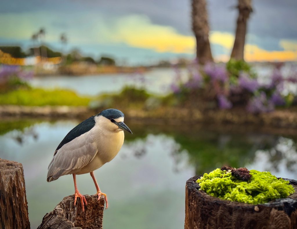 black-crowned night heron