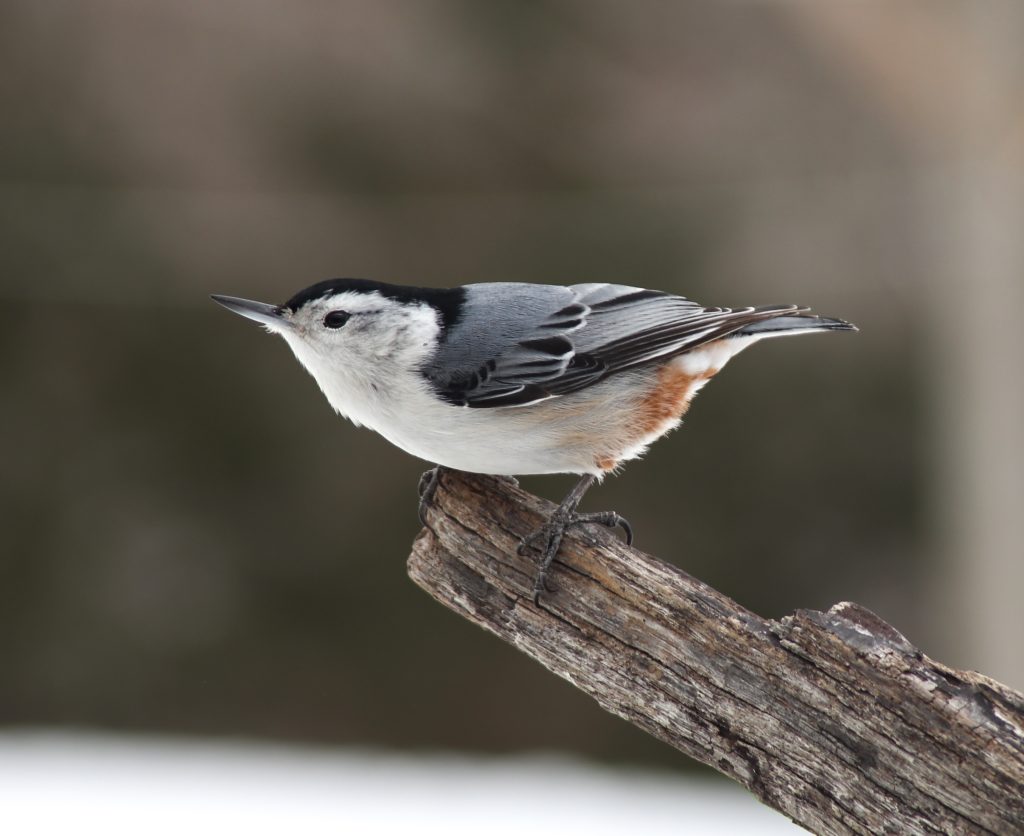 white-breasted nuthatch in snow