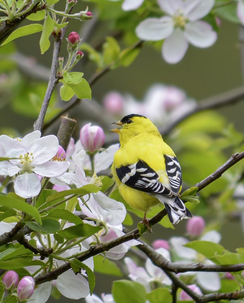 American goldfinch in flowers