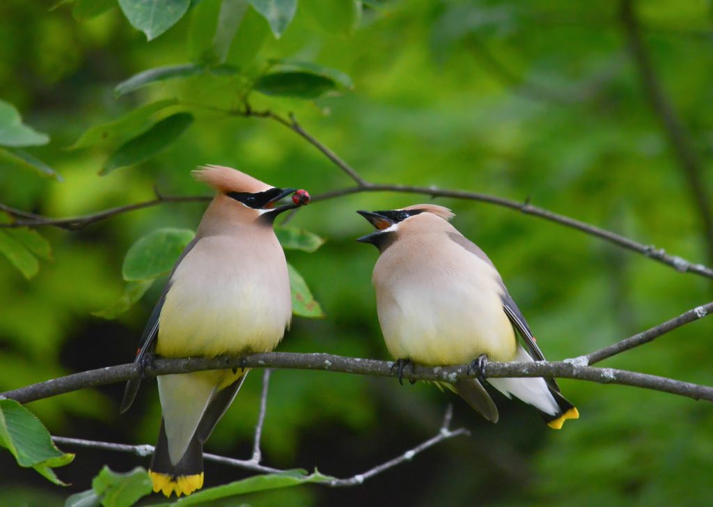 cedar waxwings eating berries