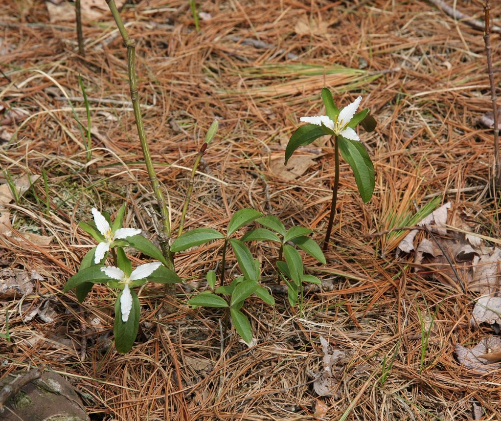least trillium in pine needles