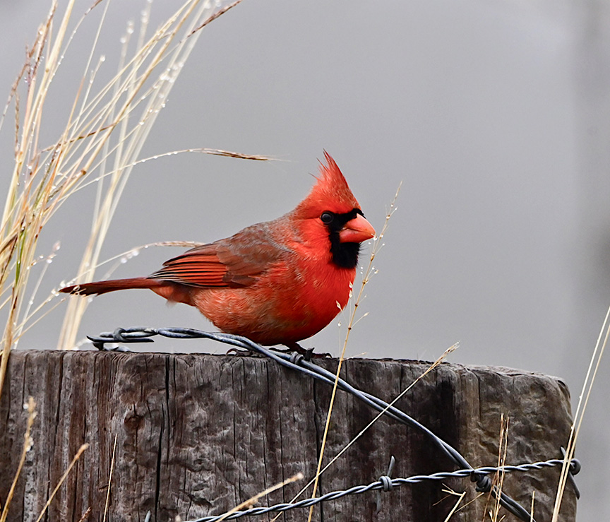 northern cardinal on a stump