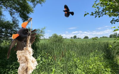Invisibles, April 2026: Redwing Blackbird