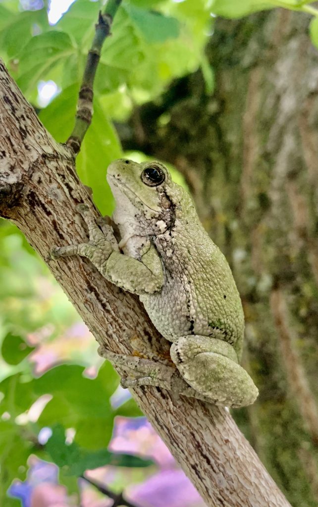gray treefrog