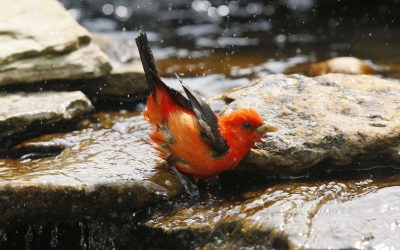 Attracting Birds With Water