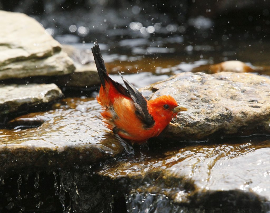 scarlet tanager bathing