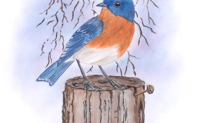 You Can Draw an Eastern Bluebird Submissions