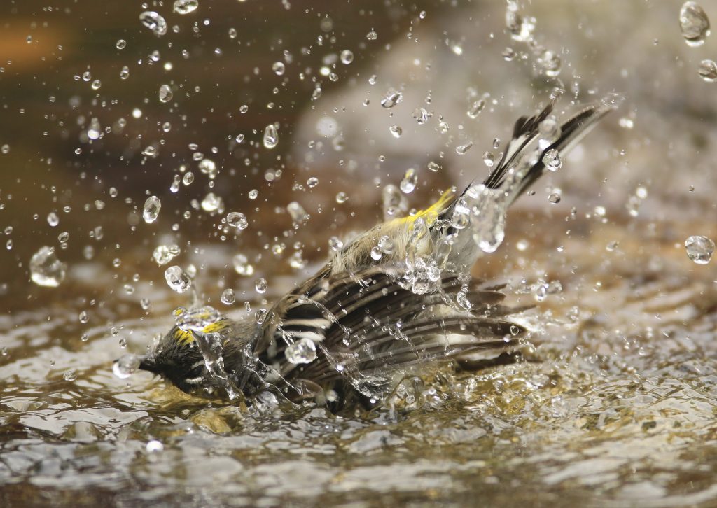 yellow-rumped warbler bathing