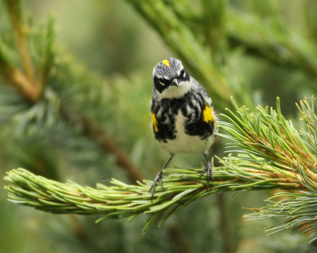 yellow-rumped warbler on pine branch