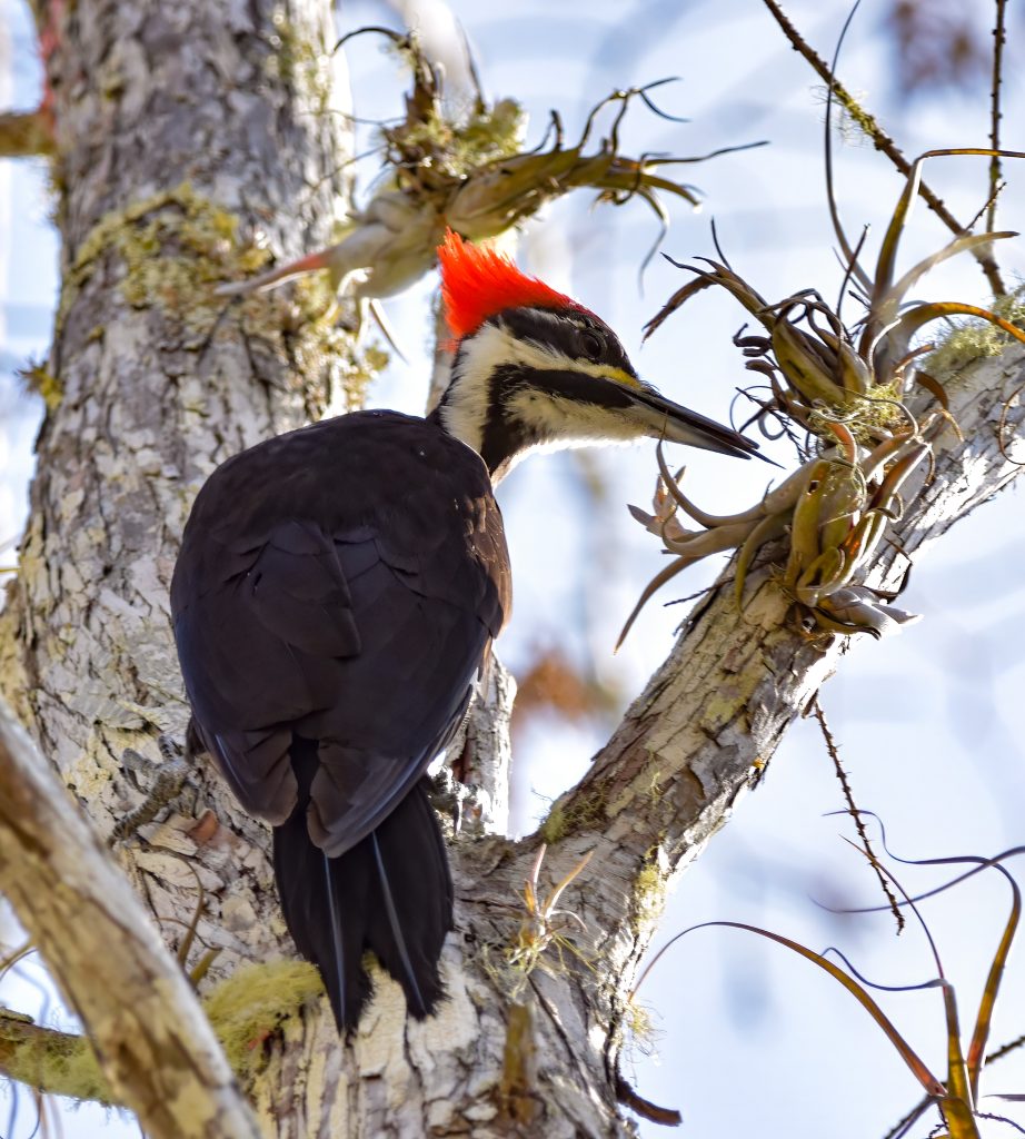 pileated woodpecker