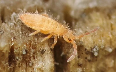 Springtime Springtails