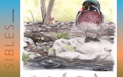 Invisibles, May 2026: Wood Duck