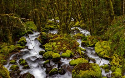 Springtime in the Cascades