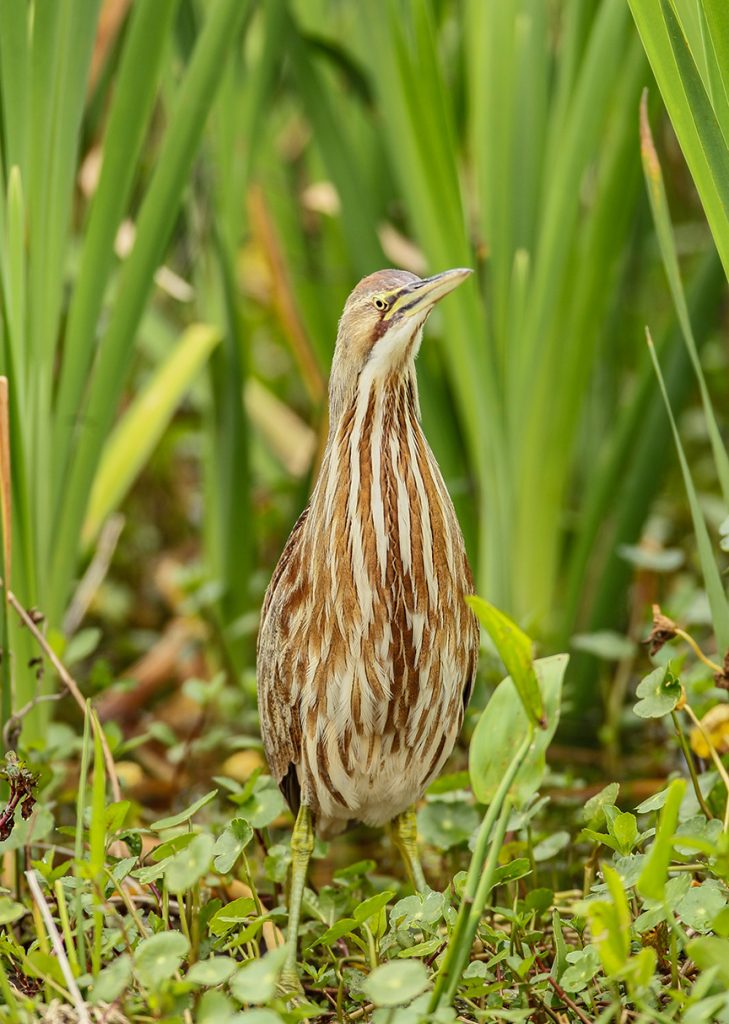 American Bittern