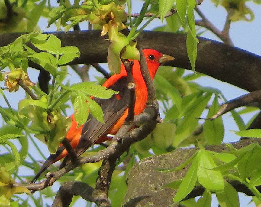 Scarlet Tanager