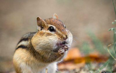Caption This Chipmunk