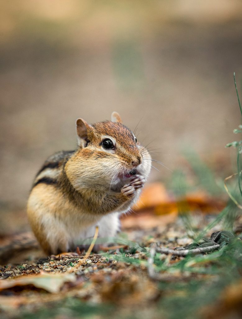 chipmunk with full cheeks