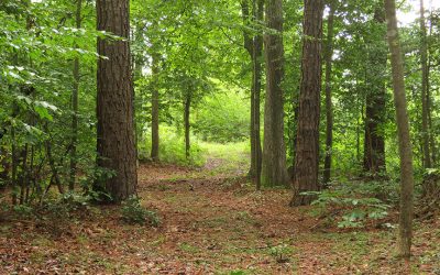 What’s in Your Woods?