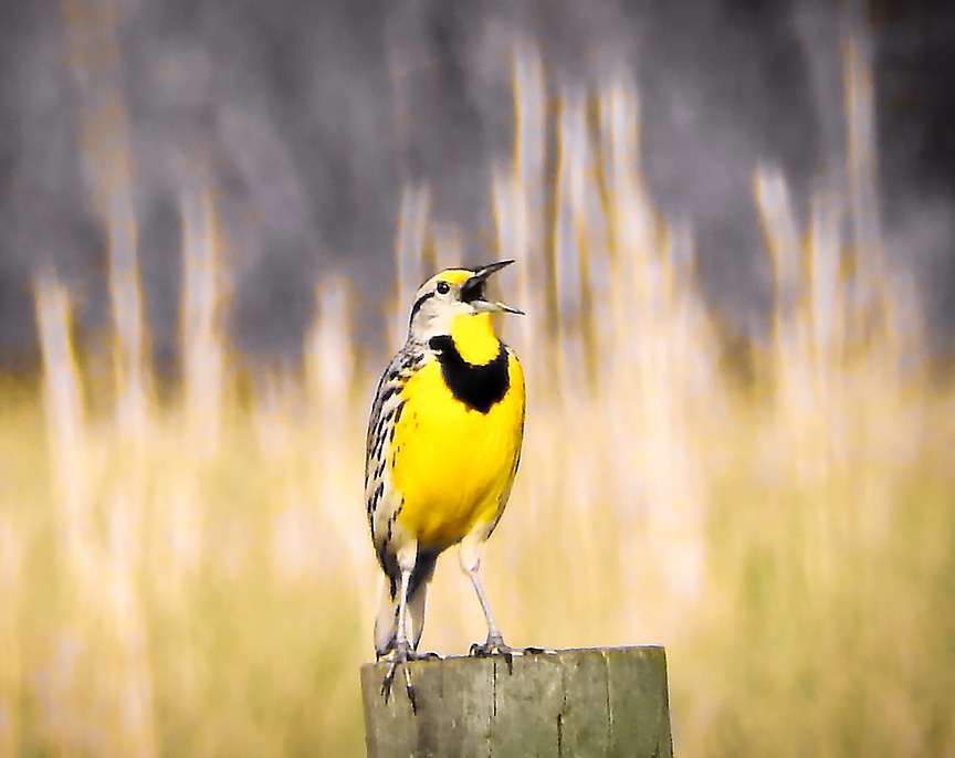 Eastern Meadowlark