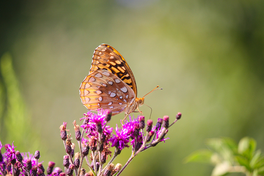 great spangled fritillary on ironweed