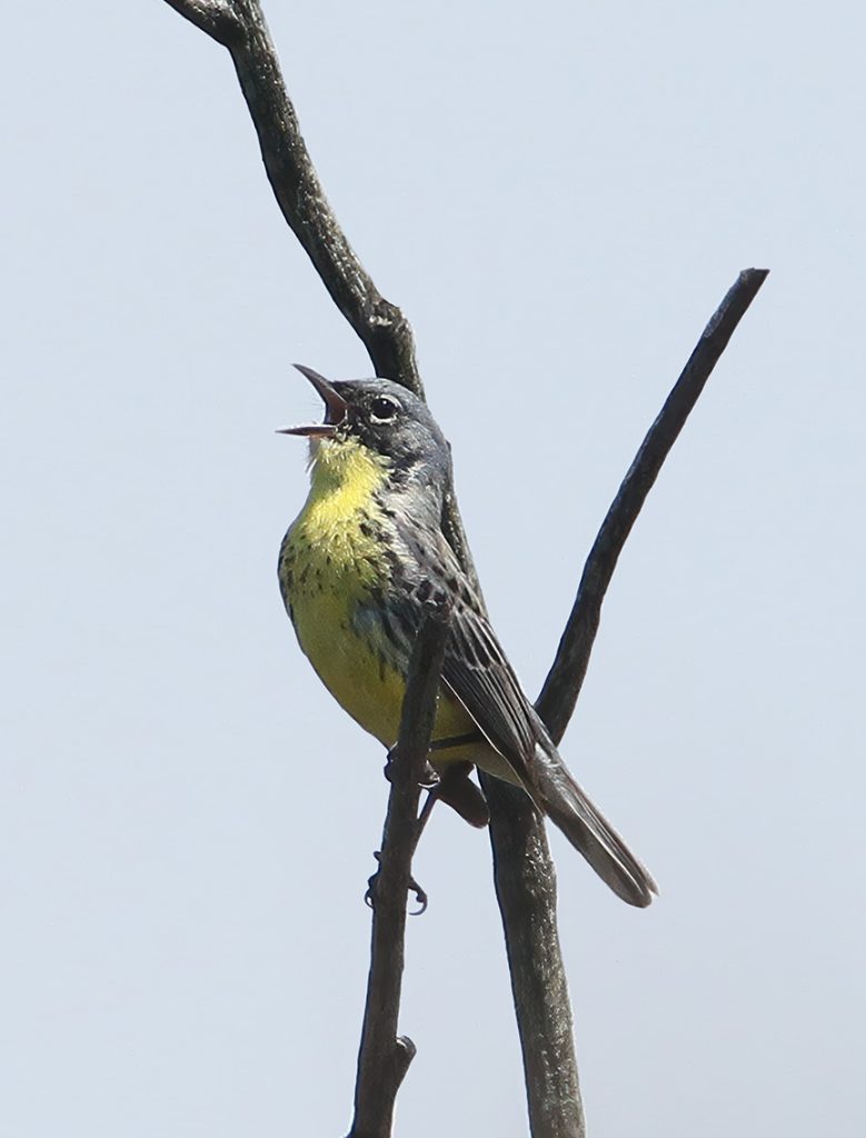 Kirtland's Warbler singing