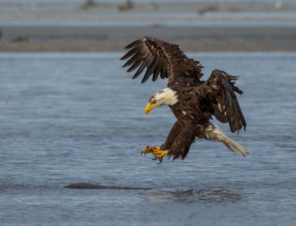 bald eagle about to catch a fish
