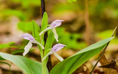 An Orchid Trick and Fake Antennae