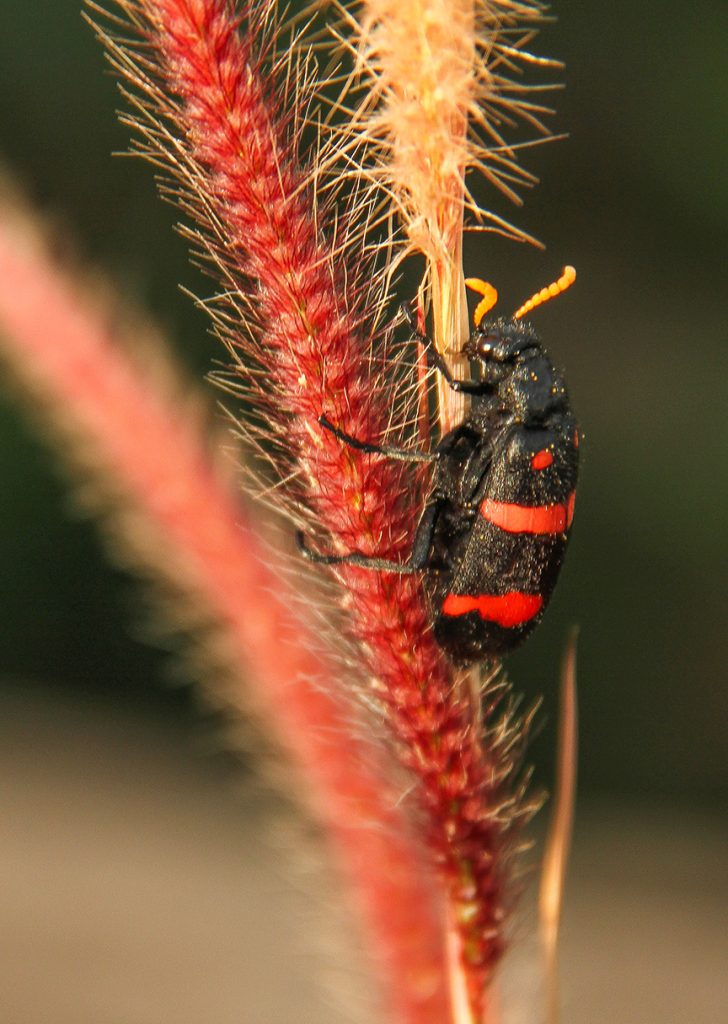 Ugandan beetle
