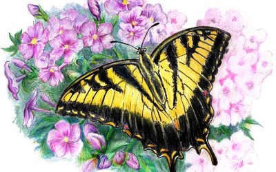 You Can Draw a Tiger Swallowtail Submissions