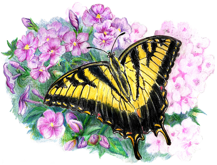 You Can Draw a Tiger Swallowtail Submissions