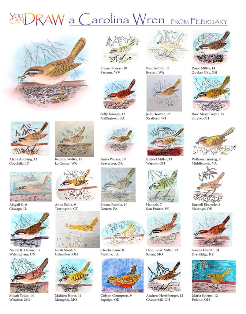 you can draw a Carolina Wren children's artwork submissions