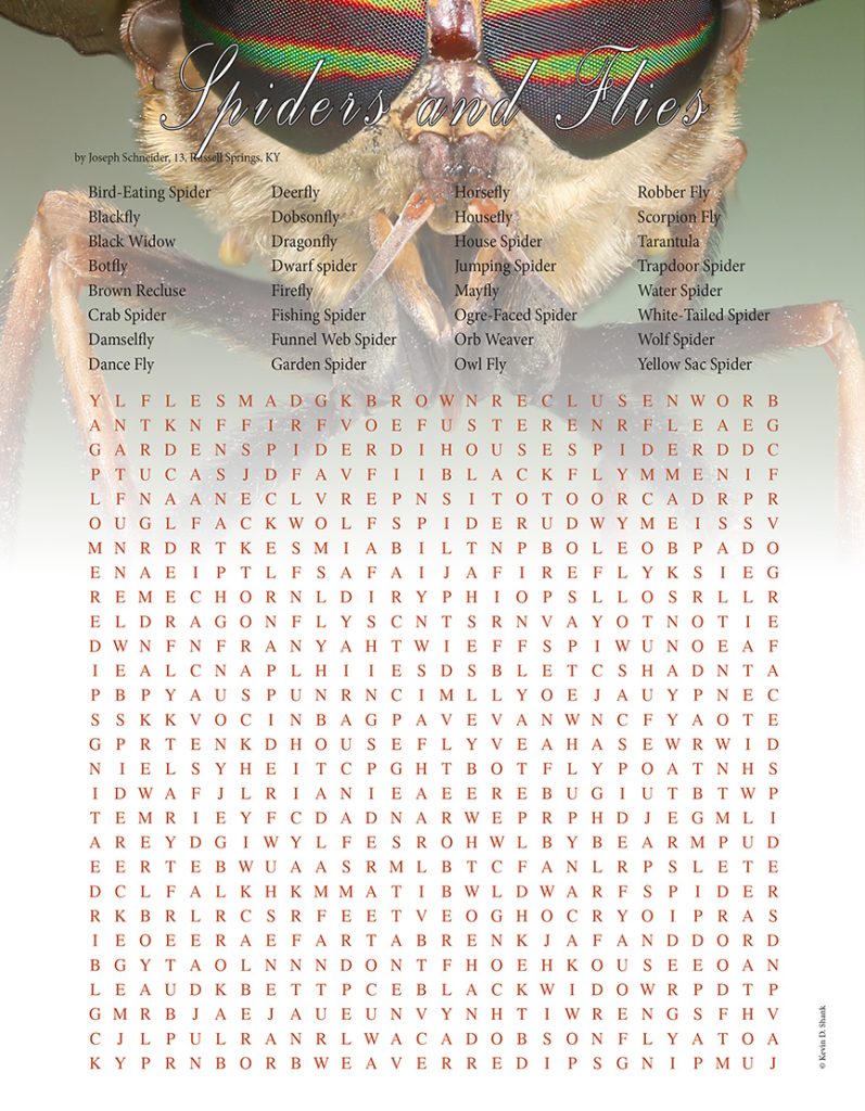 spiders and flies word search puzzle