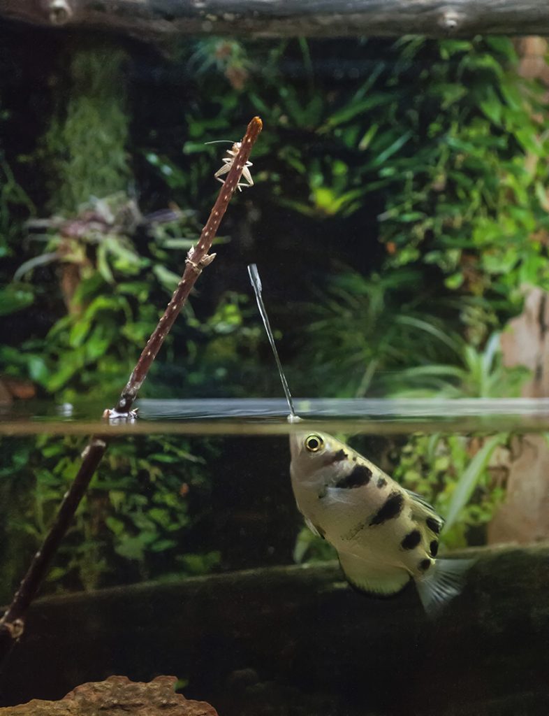 archerfish shooting insect with water jet