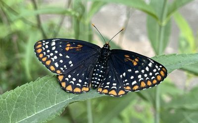 My Pursuit of the Baltimore Checkerspot