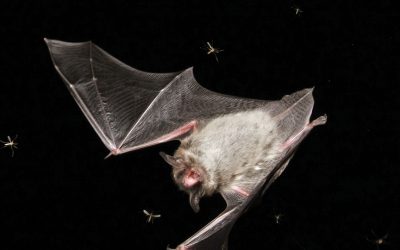 Photographing Bats in Flight