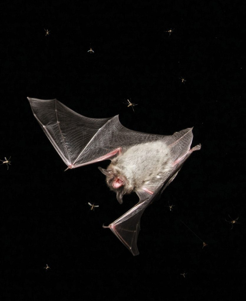 bat flying through cloud of mosquitoes