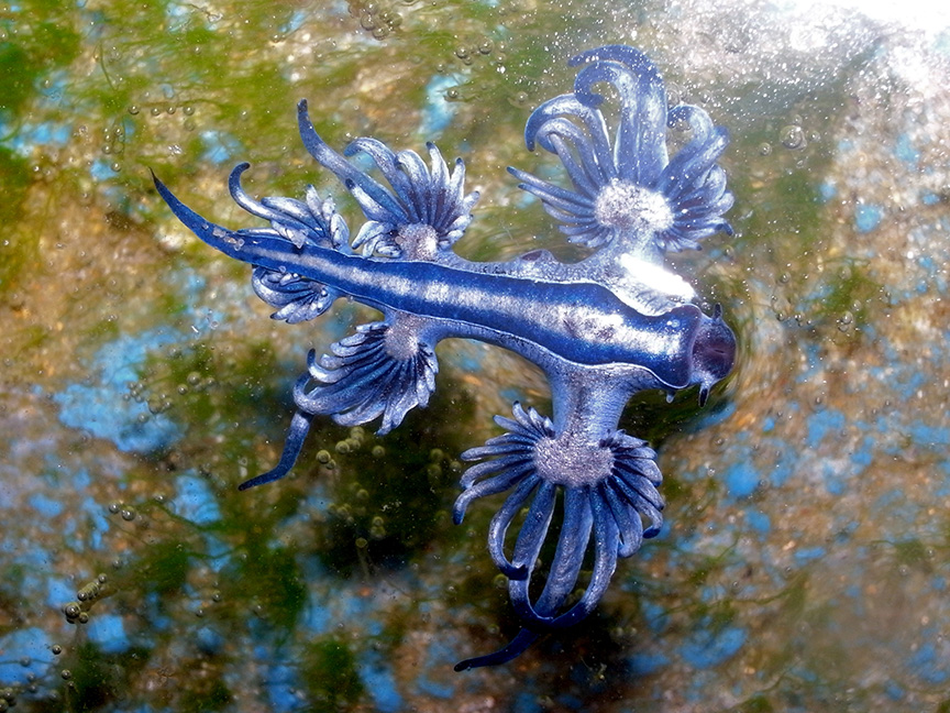 blue dragon nudibranch