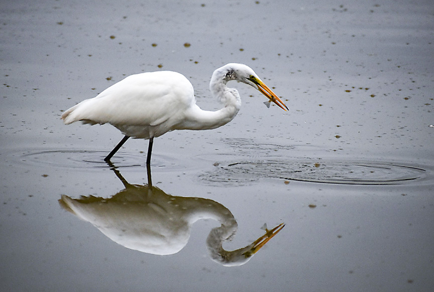Great Egret with fish