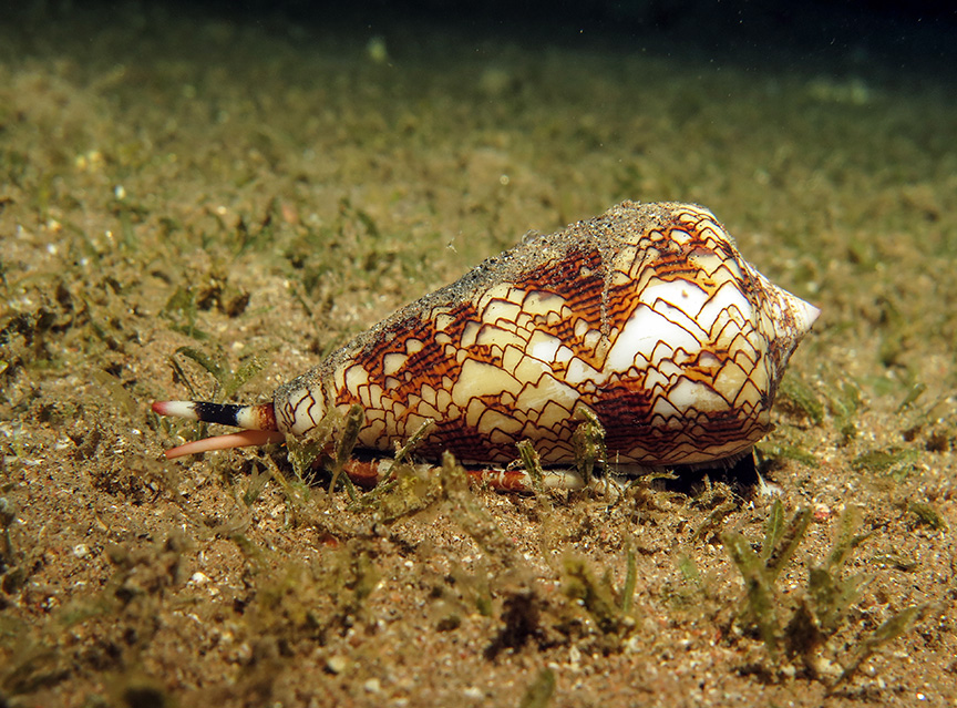 cone snail