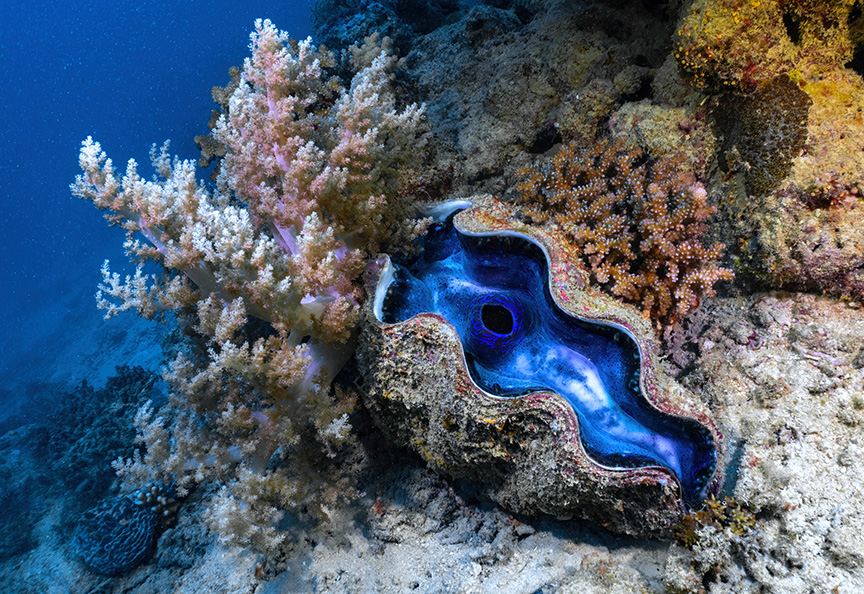 giant clam