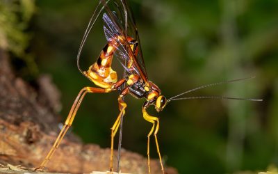 Giant Ichneumon