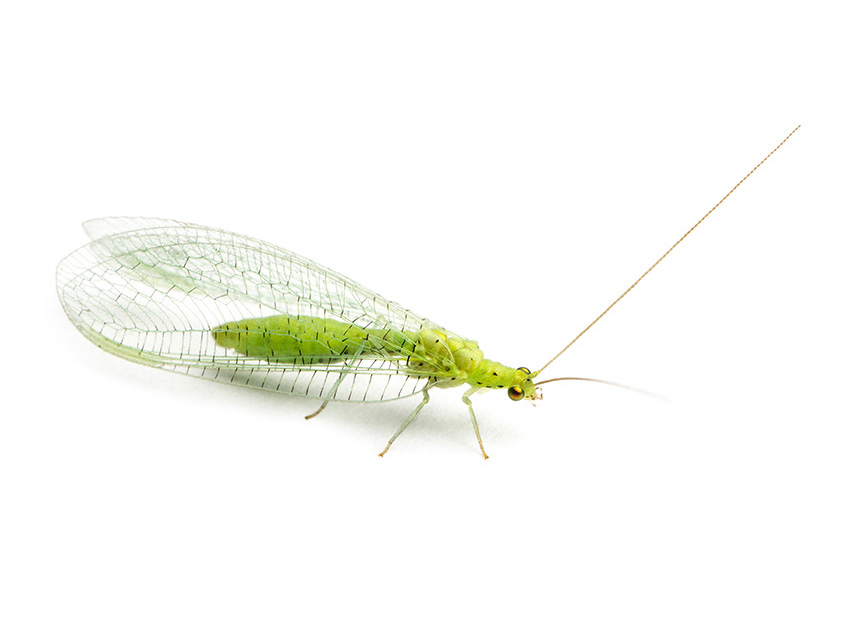 green lacewing adult