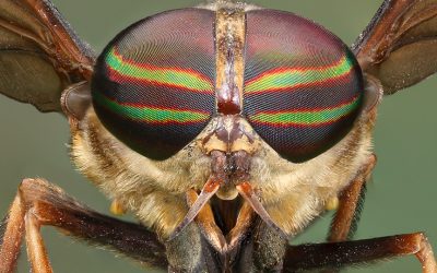 Spiders and Flies Word Search