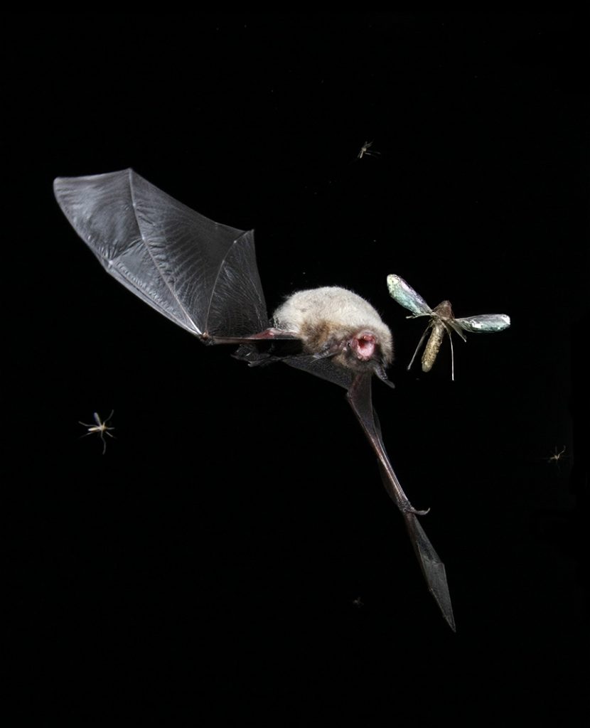 bat with mosquitoes