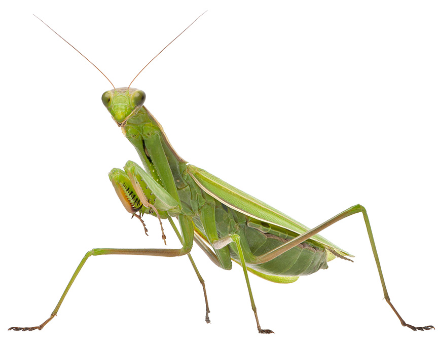 praying mantis