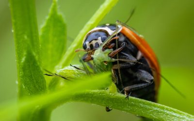 Beneficials in My Garden