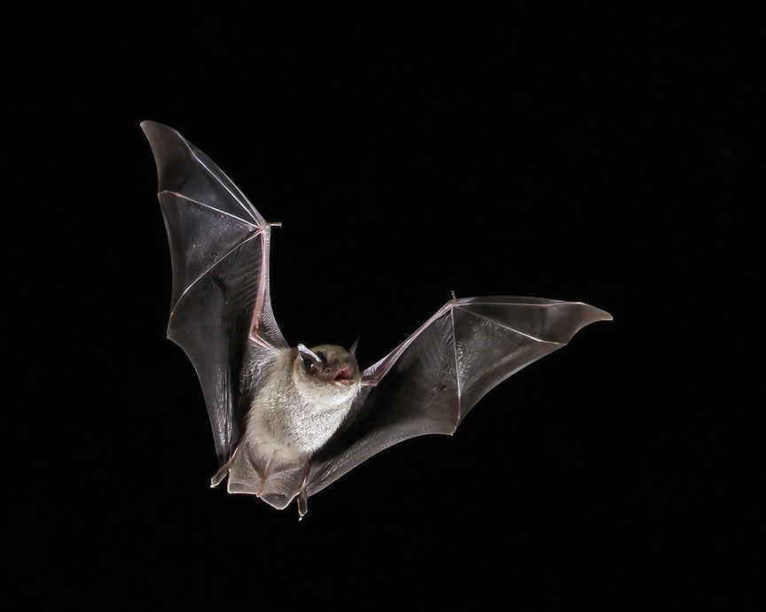 bat in flight