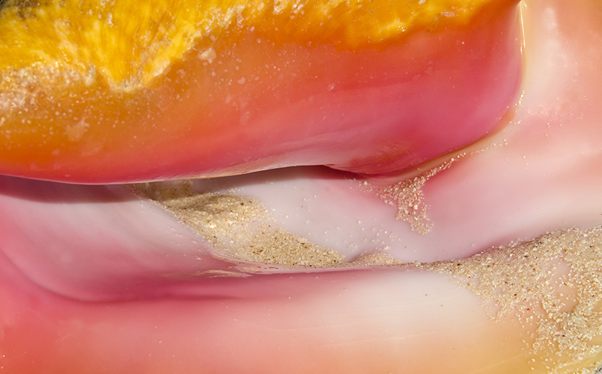 queen conch shell